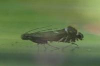 Glyphipterix simpliciella