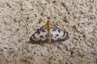 Anania hortulata