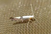 Argyresthia spinosella