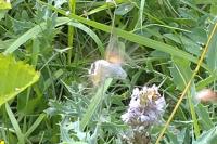 Macroglossum stellatarum