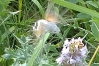 Macroglossum stellatarum