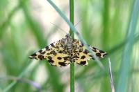 Pseudopanthera macularia