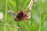 Euclidia glyphica