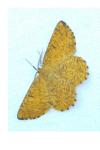 Angerona prunaria