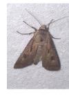 Agrotis exclamationis exclamationis
