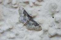 Idaea rusticata