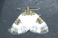 Plemyria rubiginata