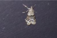 Eudonia mercurella