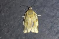 Choristoneura hebenstreitella