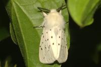 Spilosoma lubricipeda