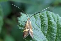 Nemophora degeerella