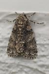 Acronicta rumicis