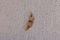 Idaea dimidiata
