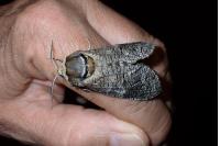 Cossus cossus