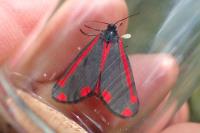 Tyria jacobaeae