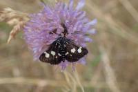 Eurrhypis pollinalis
