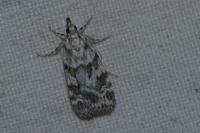 Scoparia pyralella