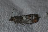 Notocelia trimaculana
