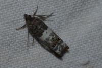 Notocelia trimaculana