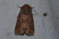 Oligia fasciuncula