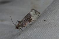 Hedya nubiferana