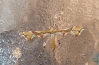 Cnaemidophorus rhododactylus