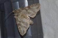 Polia nebulosa