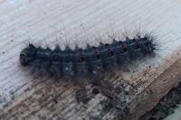 Lymantria dispar