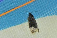 Apotomis sauciana