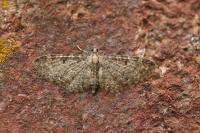 Eupithecia subfuscata