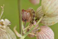 Eupithecia silenata