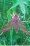 Deilephila porcellus