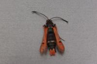 Pyropteron chrysidiforme