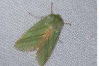 Pseudoips prasinanus