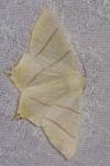 Ourapteryx sambucaria