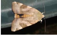 Noctua fimbriata