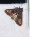 Euplexia lucipara