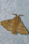Malacosoma neustria