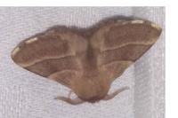 Malacosoma neustria