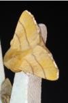 Malacosoma neustria