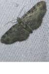 Pasiphila rectangulata
