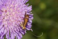Nemophora metallica