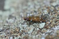 Argolamprotes micella