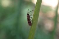 Nemophora associatella