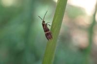 Nemophora associatella
