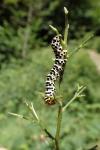 Cucullia scrophulariae