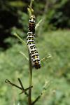 Cucullia scrophulariae