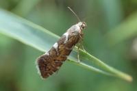 Glyphipterix bergstraesserella