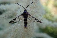 Synanthedon andrenaeformis