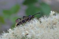 Synanthedon andrenaeformis
